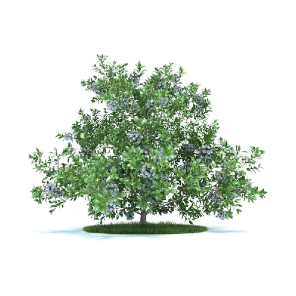 مدل سه بعدی گیاه - دانلود مدل سه بعدی گیاه - آبجکت سه بعدی گیاه - دانلود آبجکت سه بعدی گیاه - دانلود مدل سه بعدی fbx - دانلود مدل سه بعدی obj -plant 3d model free download  - plant 3d Object - plant OBJ 3d models - plant FBX 3d Models - بوته - bush